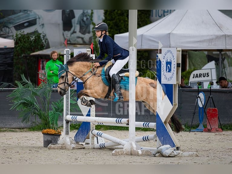 El poni de silla polaco Yegua 13 años 123 cm in Klecza Dolna