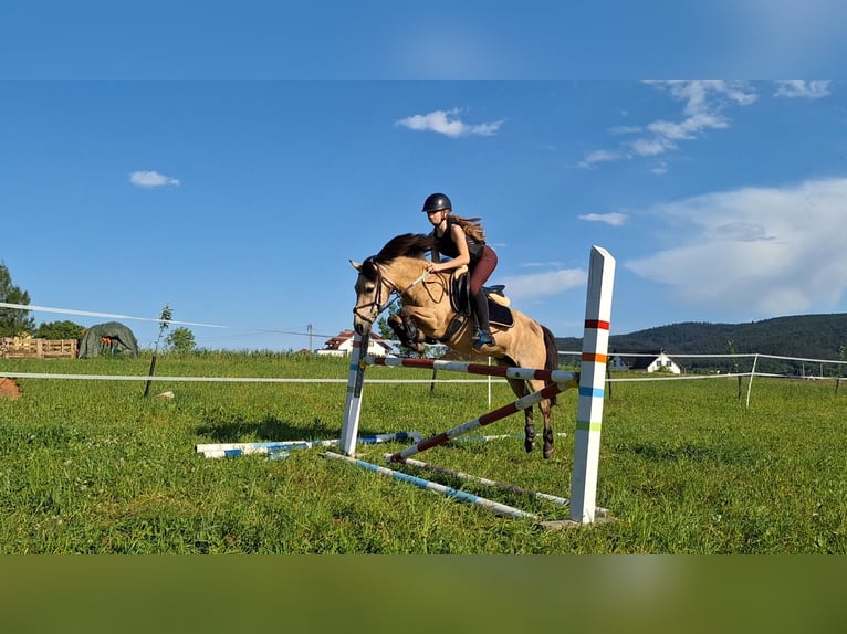 El poni de silla polaco Yegua 13 años 123 cm in Klecza Dolna