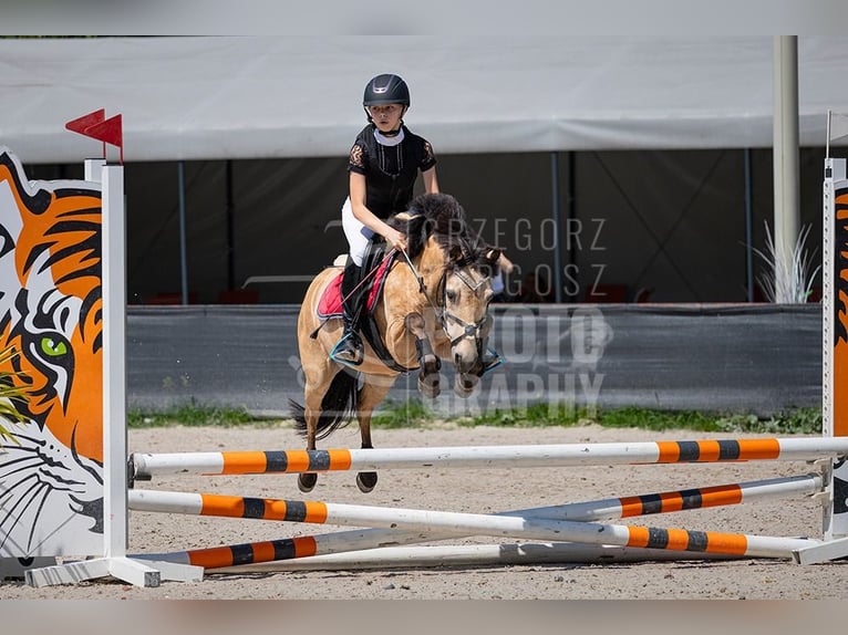 El poni de silla polaco Yegua 13 años 123 cm in Klecza Dolna