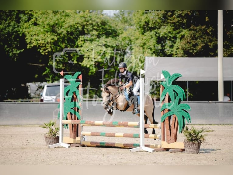 El poni de silla polaco Yegua 13 años 123 cm in Klecza Dolna