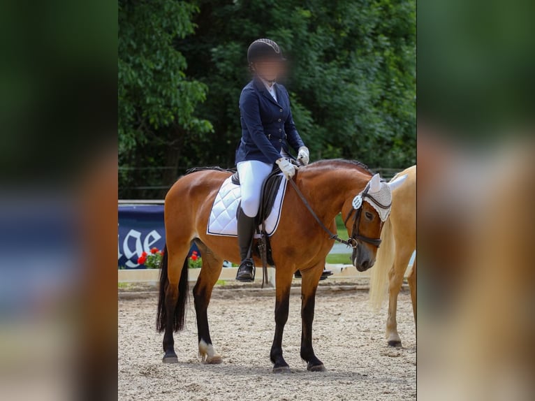 El poni de silla polaco Yegua 14 años 148 cm Castaño in Weil am Rhein