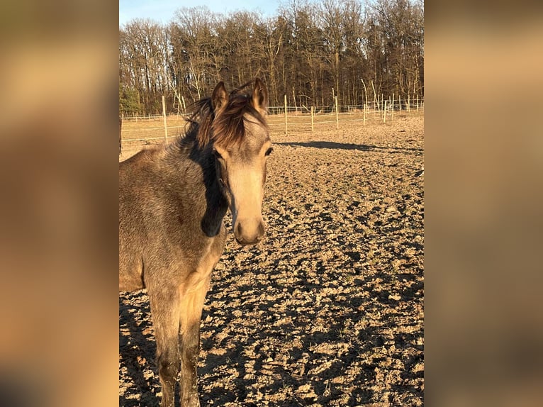 El poni de silla polaco Yegua 1 año 148 cm Buckskin/Bayo in Bukowice