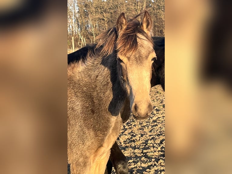 El poni de silla polaco Yegua 1 año 148 cm Buckskin/Bayo in Bukowice