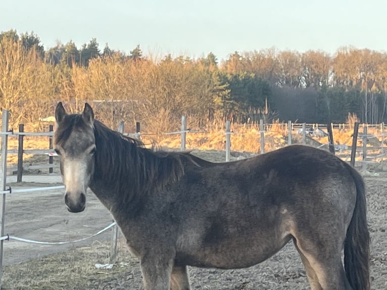 El poni de silla polaco Yegua 1 año 148 cm Buckskin/Bayo in Bukowice