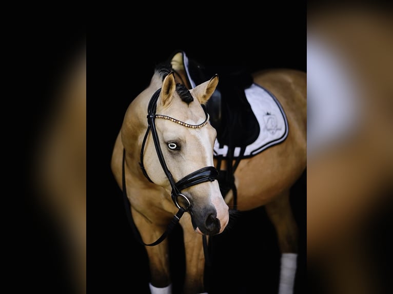 El poni de silla polaco Yegua 1 año 148 cm Buckskin/Bayo in Wąsowo