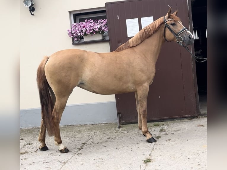 El poni de silla polaco Yegua 3 años 143 cm Alazán in Strzałkowo