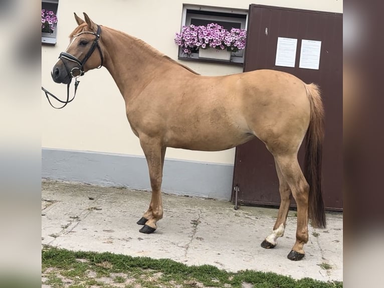 El poni de silla polaco Yegua 3 años 143 cm Alazán in Strzałkowo