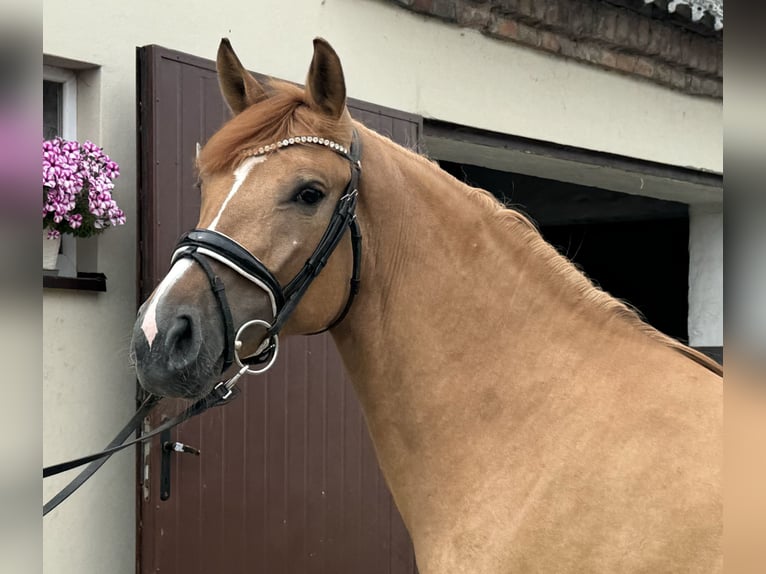 El poni de silla polaco Yegua 3 años 143 cm Alazán in Strzałkowo