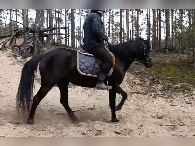 El poni de silla polaco Yegua 3 años 147 cm Negro in Bad Camberg