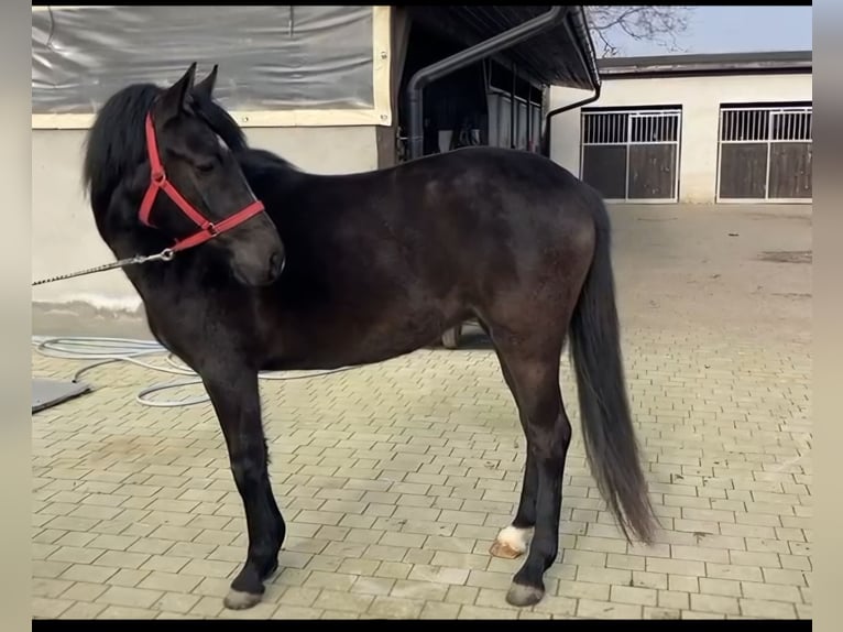 El poni de silla polaco Yegua 3 años 147 cm Negro in Bad Camberg