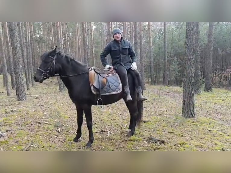 El poni de silla polaco Yegua 3 años 147 cm Negro in Bad Camberg