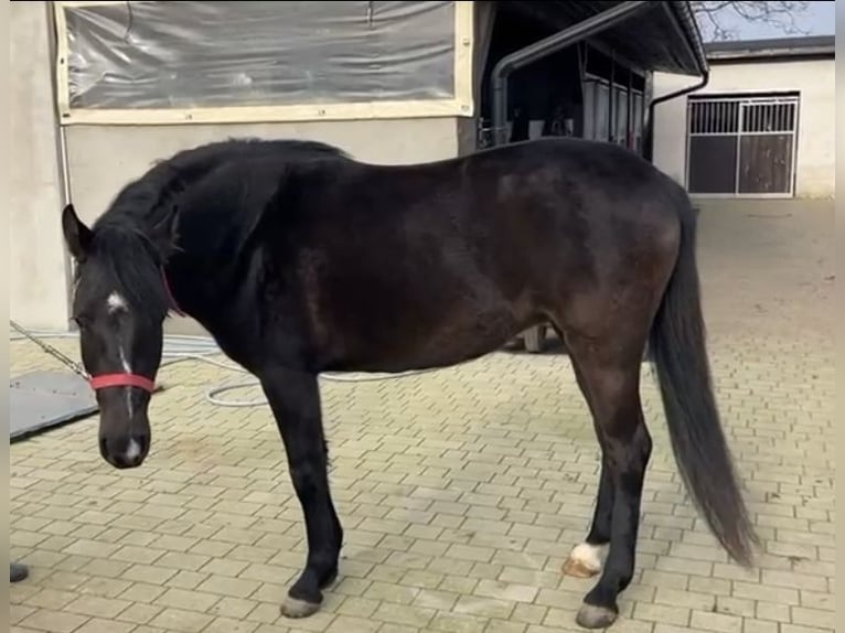 El poni de silla polaco Yegua 3 años 147 cm Negro in Bad Camberg