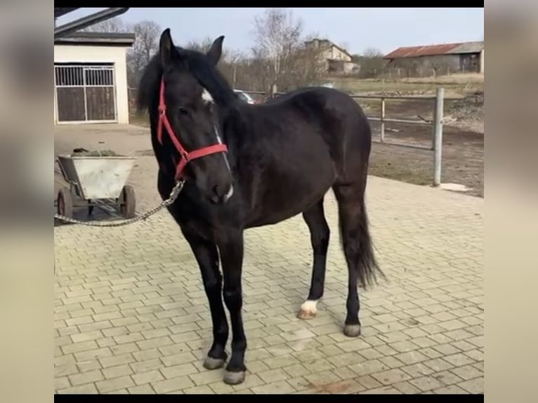 El poni de silla polaco Yegua 3 años 147 cm Negro in Bad Camberg