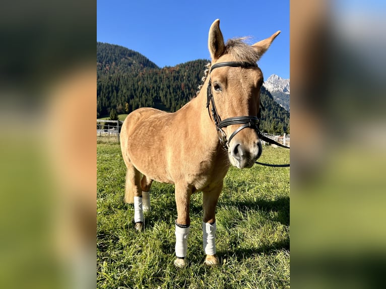 El poni de silla polaco Mestizo Yegua 4 años 135 cm Bayo in Nesselw&#xE4;ngle