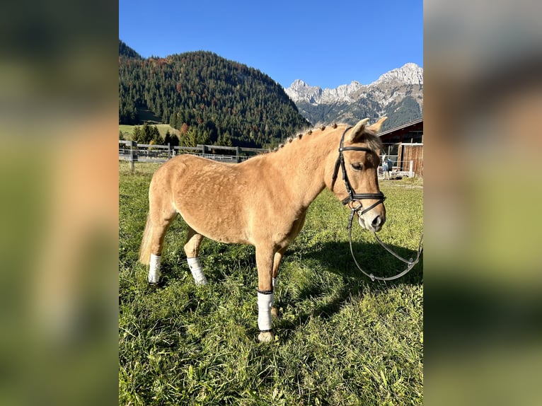 El poni de silla polaco Mestizo Yegua 4 años 135 cm Bayo in Nesselw&#xE4;ngle