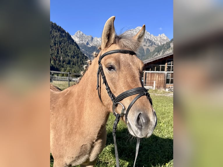 El poni de silla polaco Mestizo Yegua 4 años 135 cm Bayo in Nesselw&#xE4;ngle