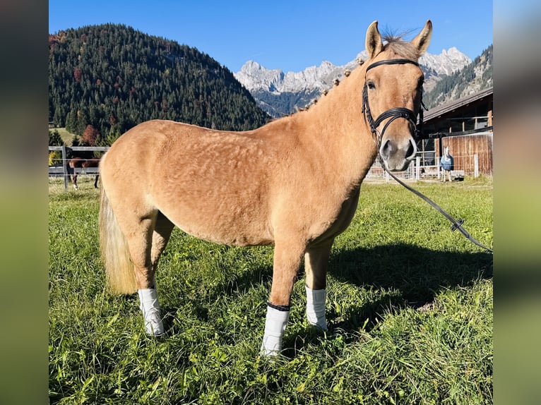 El poni de silla polaco Mestizo Yegua 4 años 135 cm Bayo in Nesselw&#xE4;ngle