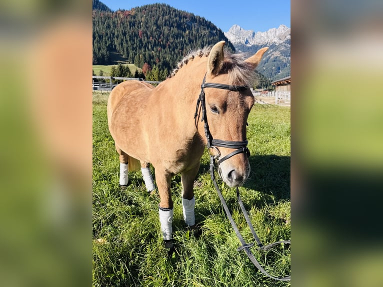 El poni de silla polaco Mestizo Yegua 4 años 135 cm Bayo in Nesselw&#xE4;ngle