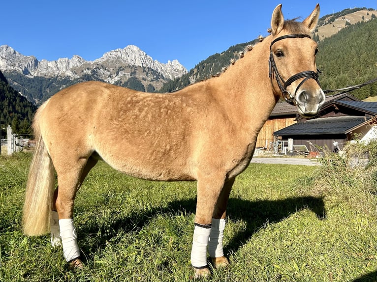 El poni de silla polaco Mestizo Yegua 4 años 135 cm Bayo in Nesselw&#xE4;ngle