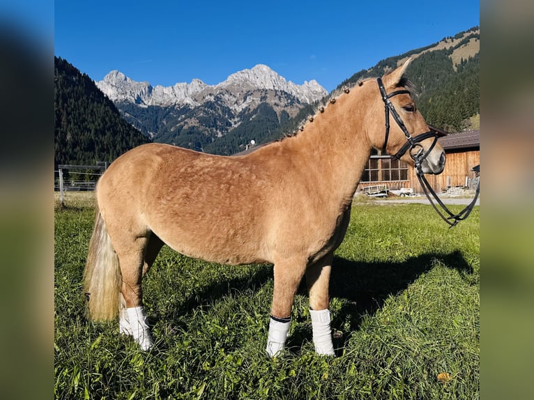El poni de silla polaco Mestizo Yegua 4 años 135 cm Bayo in Nesselw&#xE4;ngle