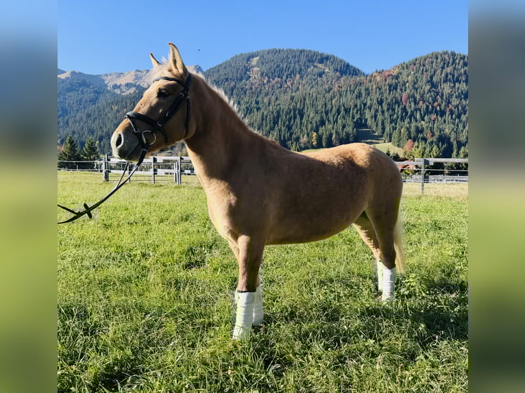 El poni de silla polaco Mestizo Yegua 4 años 135 cm Bayo in Nesselw&#xE4;ngle
