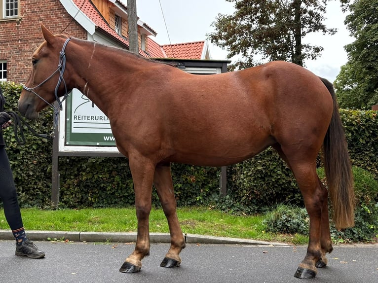 El poni de silla polaco Yegua 4 años 146 cm Alazán-tostado in Eggermühlen
