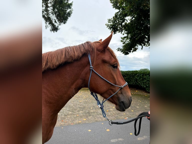 El poni de silla polaco Yegua 4 años 146 cm Alazán-tostado in Eggermühlen