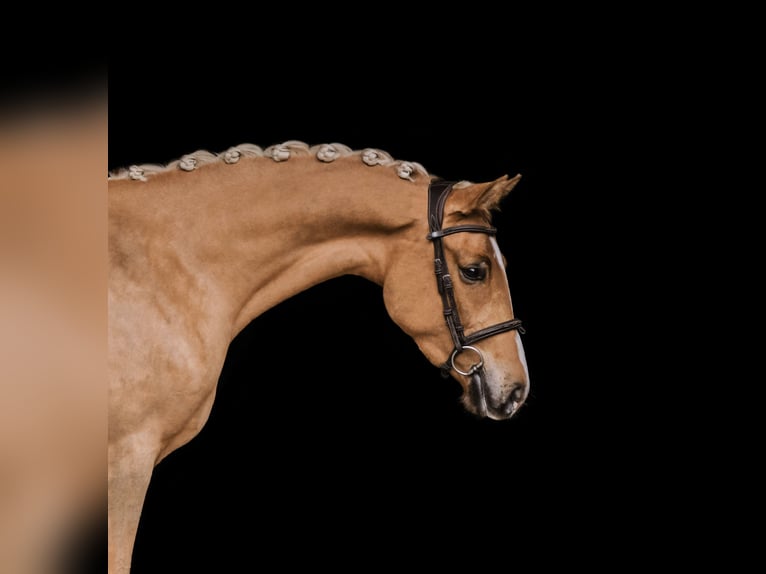 El poni de silla polaco Yegua 4 años 146 cm Palomino in Kuślin