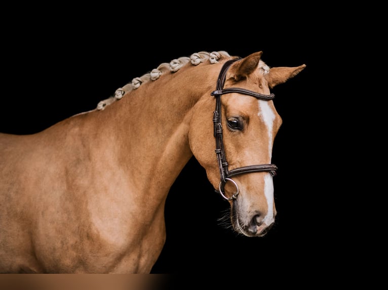 El poni de silla polaco Yegua 4 años 146 cm Palomino in Kuślin