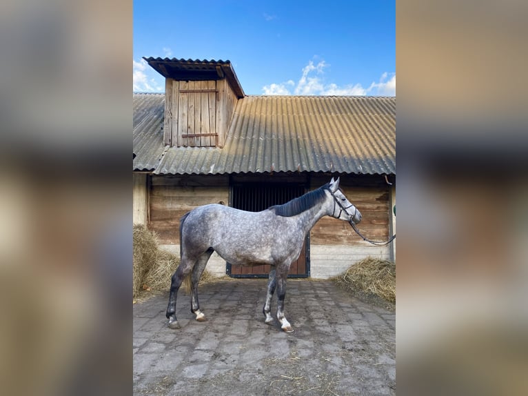 El poni de silla polaco Mestizo Yegua 4 años 146 cm Tordo in Rossosz