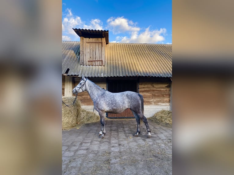 El poni de silla polaco Mestizo Yegua 4 años 146 cm Tordo in Rossosz