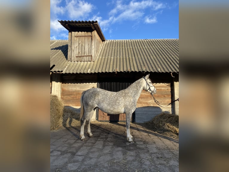 El poni de silla polaco Mestizo Yegua 4 años 146 cm Tordo in Rossosz