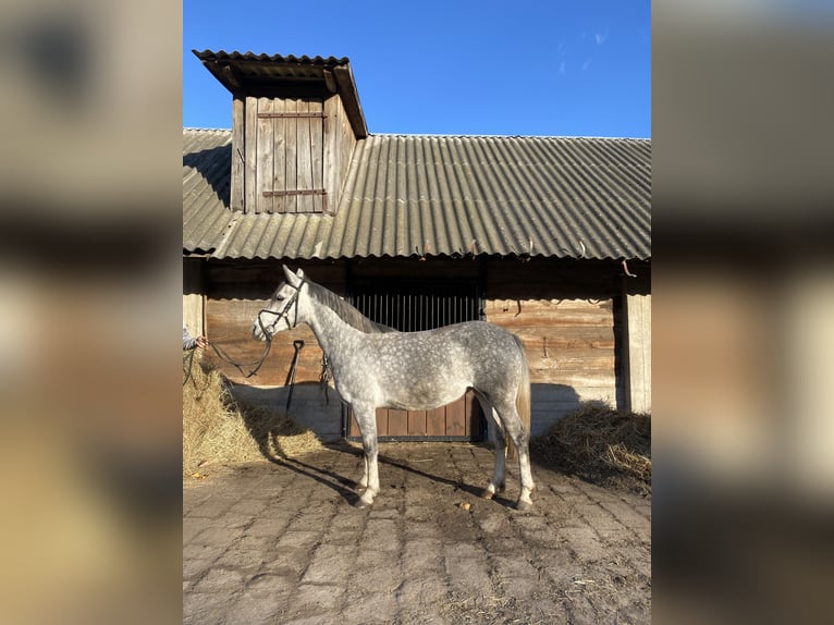 El poni de silla polaco Mestizo Yegua 4 años 146 cm Tordo in Rossosz