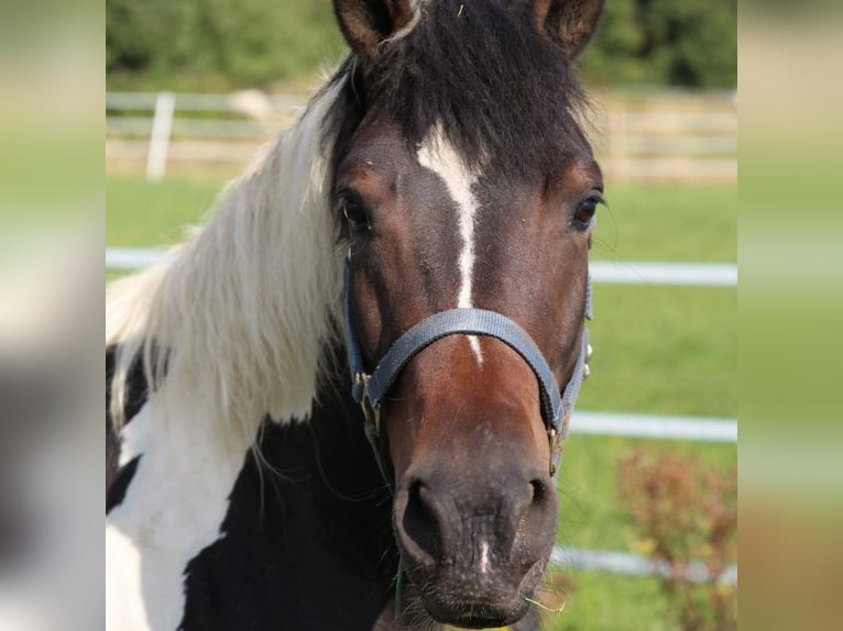 El poni de silla polaco Yegua 5 años 135 cm Pío in Röthenbach an der Pegnitz