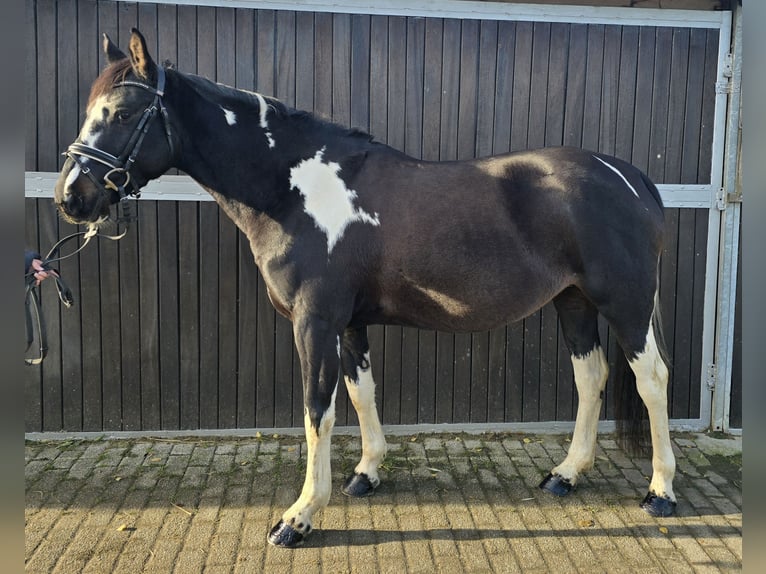 El poni de silla polaco Yegua 5 años 154 cm Pío in Mülheim an der Ruhr