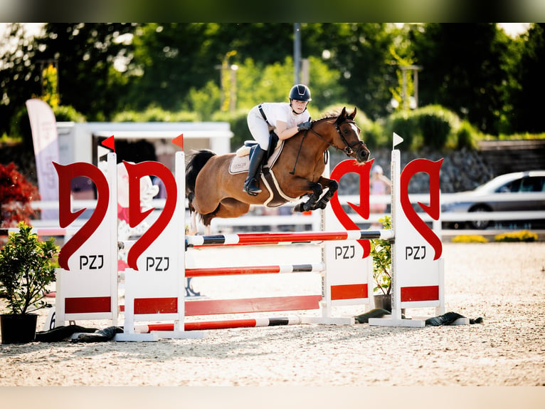 El poni de silla polaco Yegua 6 años 144 cm Castaño in Leńcze