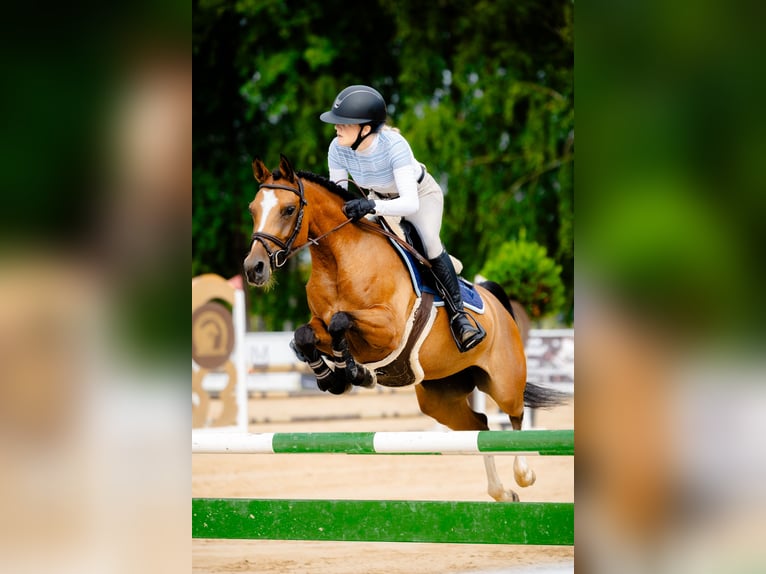 El poni de silla polaco Yegua 6 años 144 cm Castaño in Leńcze