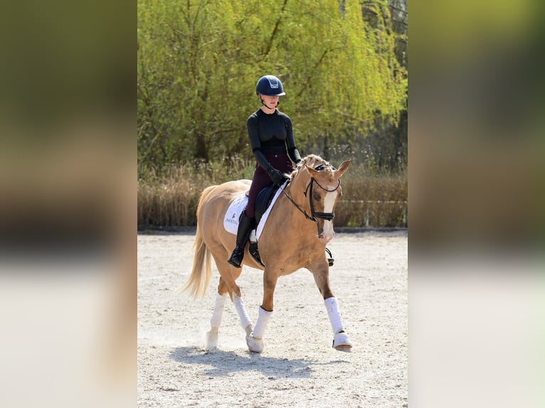 El poni de silla polaco Yegua 6 años 145 cm Palomino in Kicin