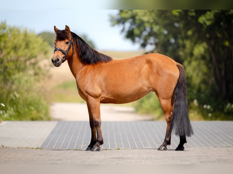 El poni de silla polaco Mestizo Yegua 7 años 128 cm Castaño in Kolberg