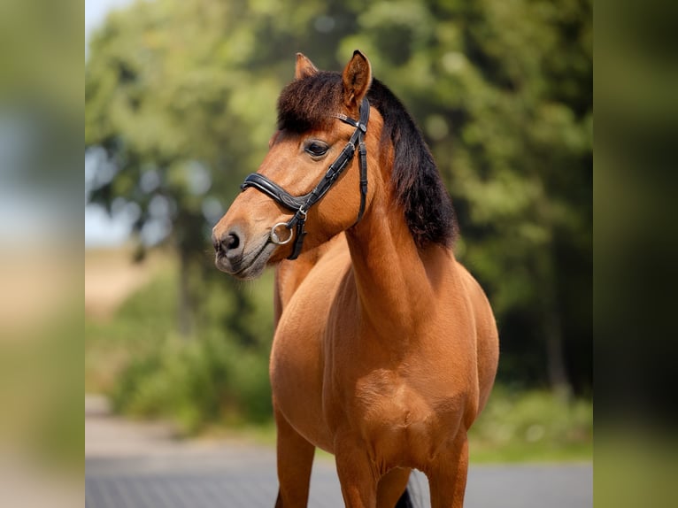El poni de silla polaco Mestizo Yegua 7 años 128 cm Castaño in Kolberg