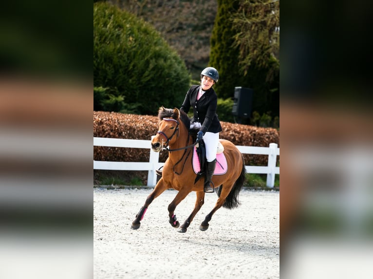 El poni de silla polaco Mestizo Yegua 7 años 128 cm Castaño in Kolberg