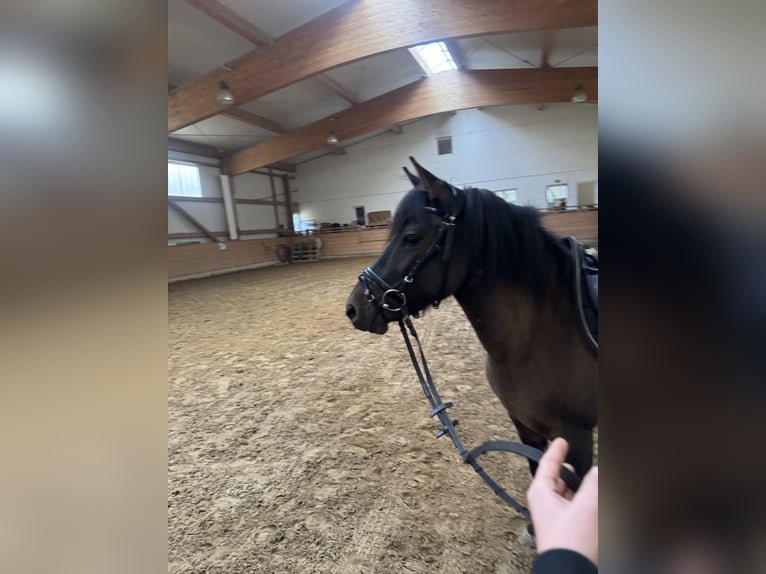 El poni de silla polaco Yegua 7 años 130 cm Castaño in Bad Oldesloe