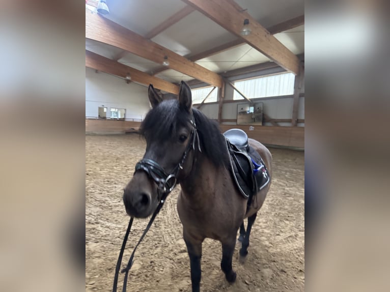 El poni de silla polaco Yegua 7 años 130 cm Castaño in Bad Oldesloe