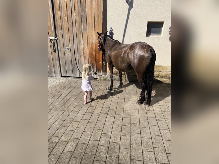 El poni de silla polaco Yegua 7 años 140 cm Castaño-ruano in Gschwend