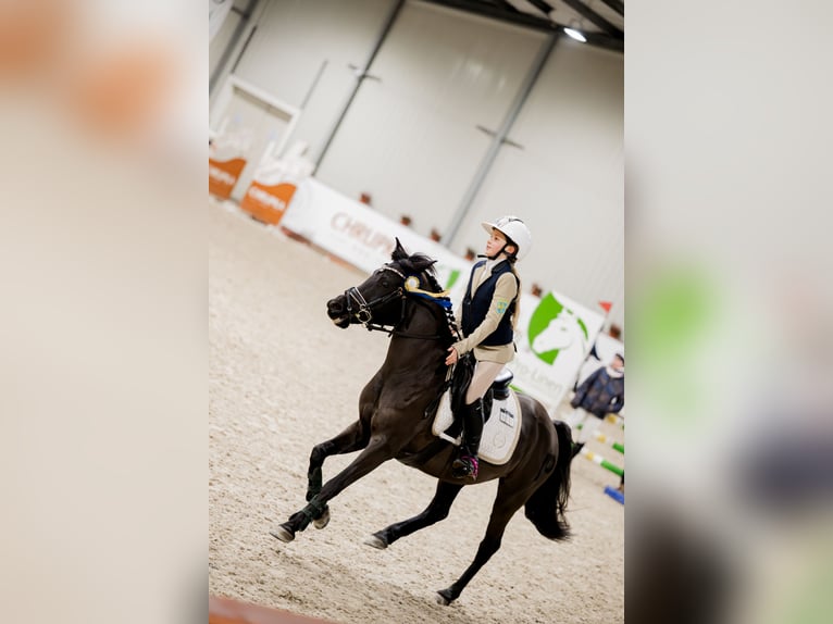 El poni de silla polaco Yegua 8 años 140 cm Negro in Opole