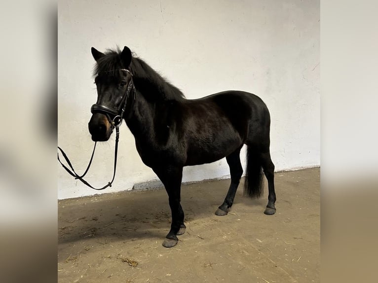 El poni de silla polaco Yegua 8 años 145 cm Negro in Lippstadt