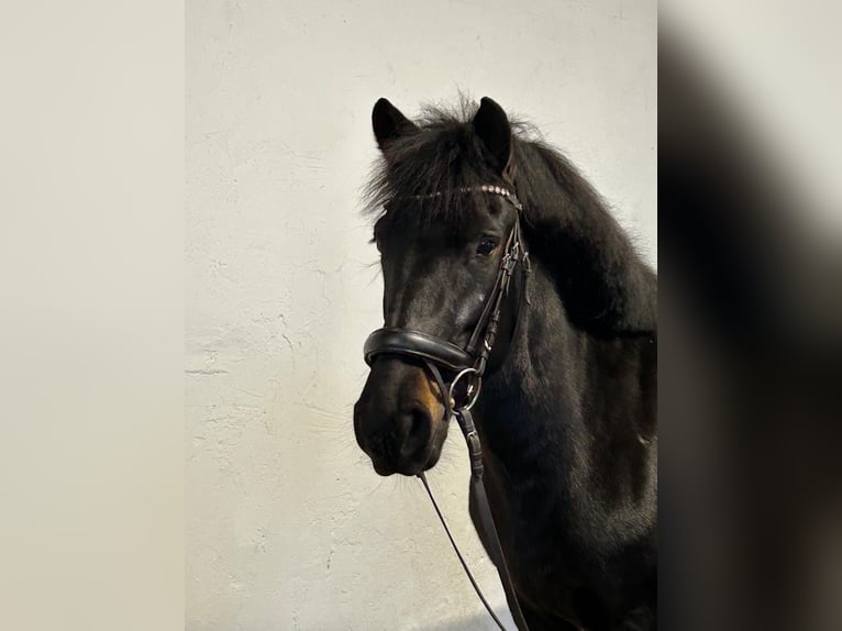 El poni de silla polaco Yegua 8 años 145 cm Negro in Lippstadt