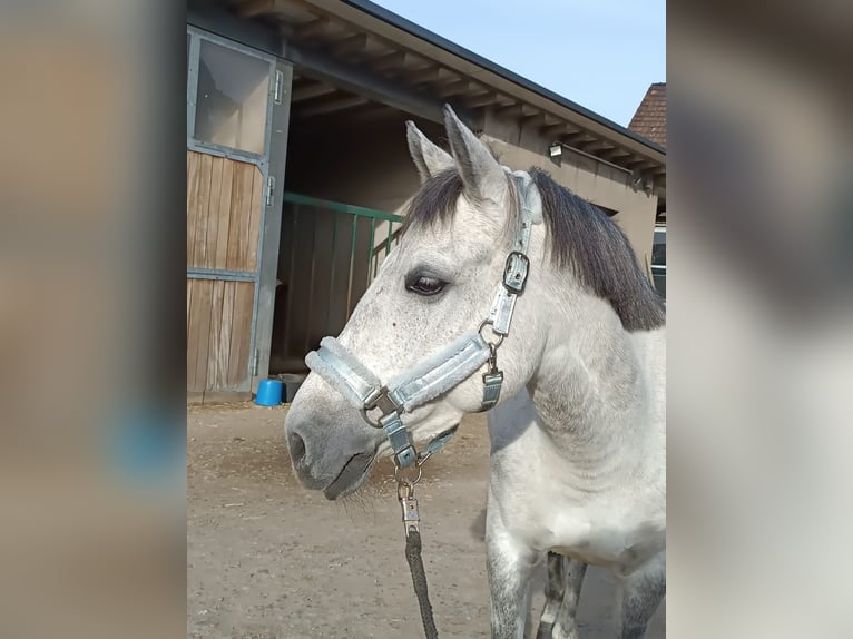 El poni de silla polaco Mestizo Yegua 9 años 143 cm Tordo in BochumBochum