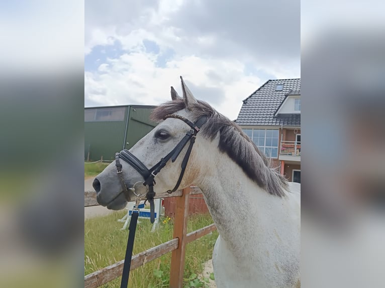 El poni de silla polaco Mestizo Yegua 9 años 143 cm Tordo in BochumBochum