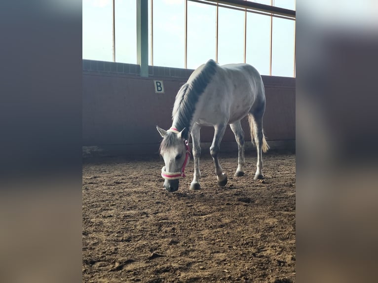 El poni de silla polaco Mestizo Yegua 9 años 143 cm Tordo in BochumBochum